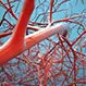 Deep Vein Thrombosis (DVT) and Pulmonary Embolism (PE) Quiz